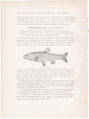 FALL FISH / HORNED DACE